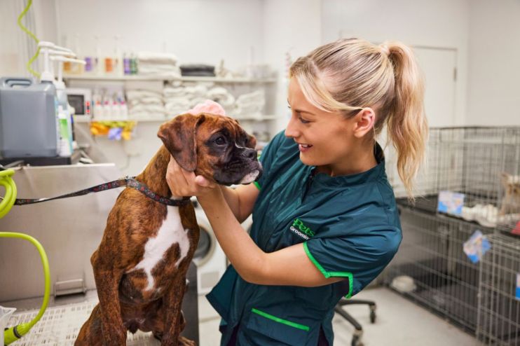 Pets at home, including a mix of cats, dogs, and small animals, creating a lively and heartwarming domestic scene.