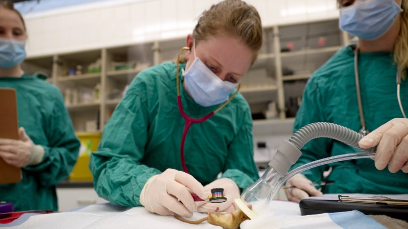 Veterinarian examining a cat in a clinic setting, highlighting professional care and attention in a pet health environment