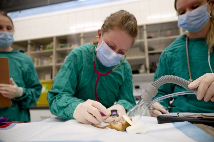 Veterinarian examining a cat in a clinic setting, highlighting professional care and attention in a pet health environment