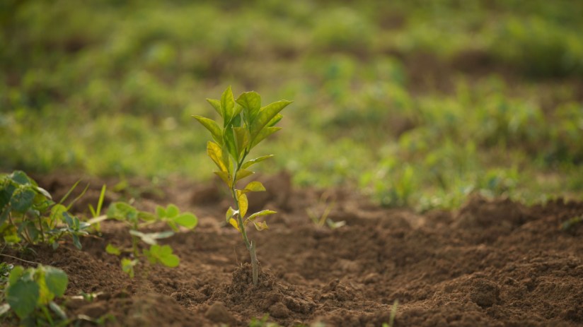 Close-up of a sapling at Aranya Reforestation site in India, showcasing efforts in sustainable forestry and ecological res...