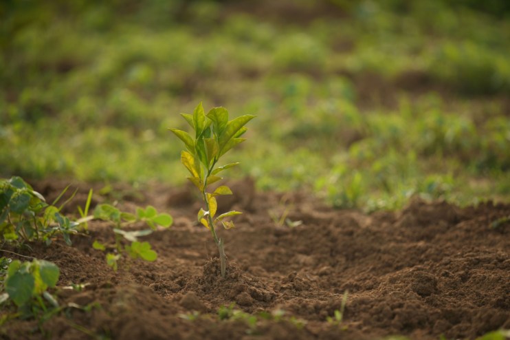 Close-up of a sapling at Aranya Reforestation site in India, showcasing efforts in sustainable forestry and ecological res...