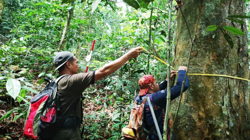 Sabah landscape showcasing climate resilience measures by Climate Impact Partners