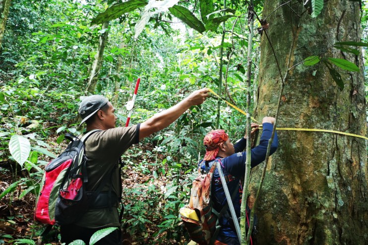 Sabah landscape showcasing climate resilience measures by Climate Impact Partners