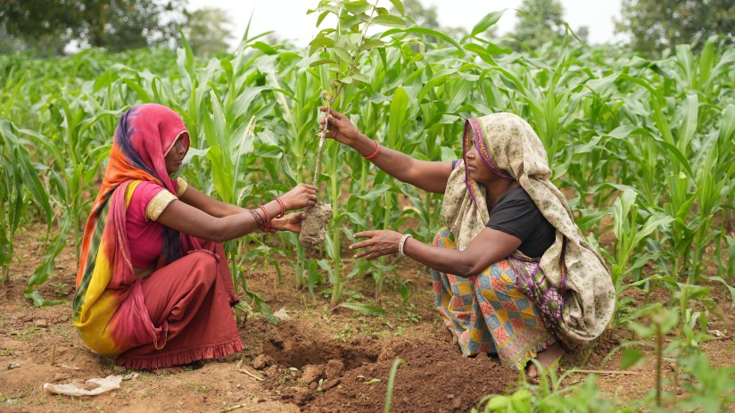 Large-scale reforestation project in India by Climate Impact Partners, showcasing vast tree plantation efforts.