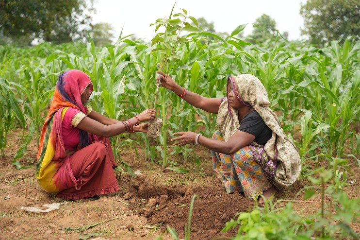 Large-scale reforestation project in India by Climate Impact Partners, showcasing vast tree plantation efforts.