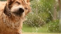 Golden Retriever sitting on a grassy park field with a bright blue sky backdrop, embodying joy and companionship.