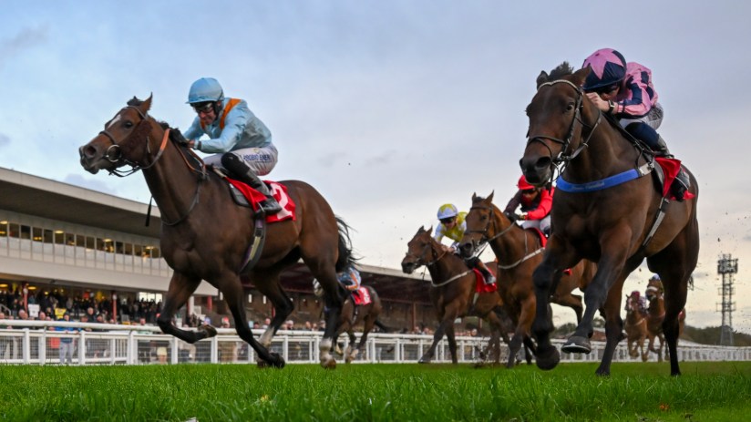 Thoroughbred racehorses with jockeys in colorful silks galloping on a turf track at a horse racing event.