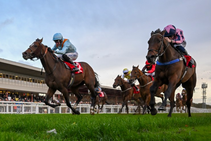 Thoroughbred racehorses with jockeys in colorful silks galloping on a turf track at a horse racing event.