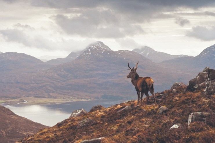 Red deer stag on a heather-covered hillside overlooking a loch and mountains in the Scottish Highlands