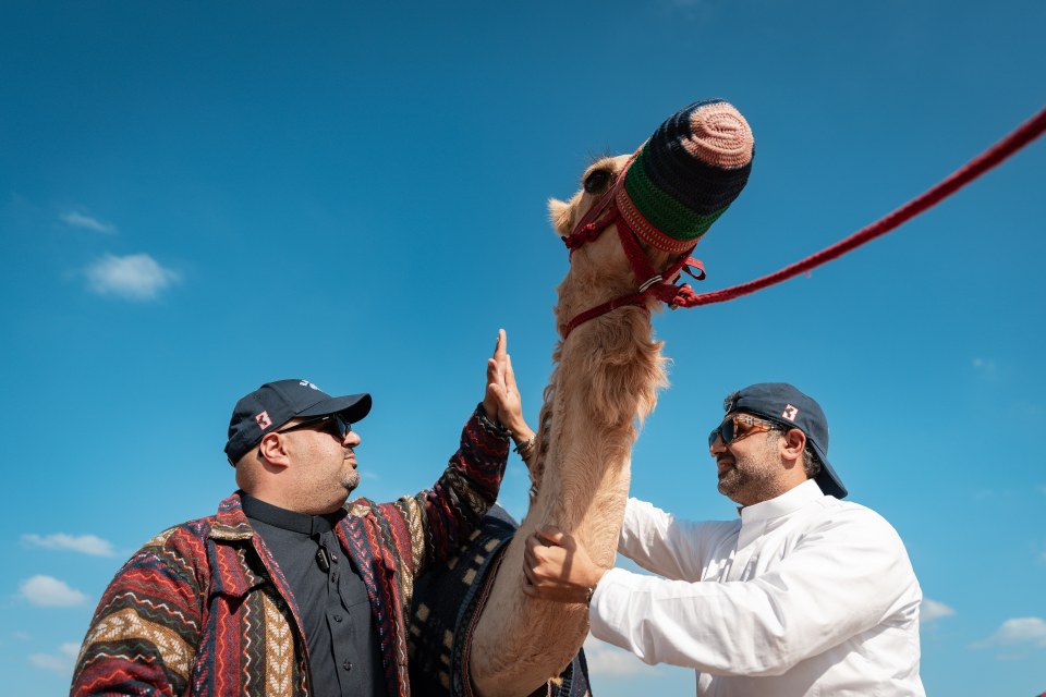 Two men in hats interact with a camel wearing a colorful nose cover against a clear blue sky.