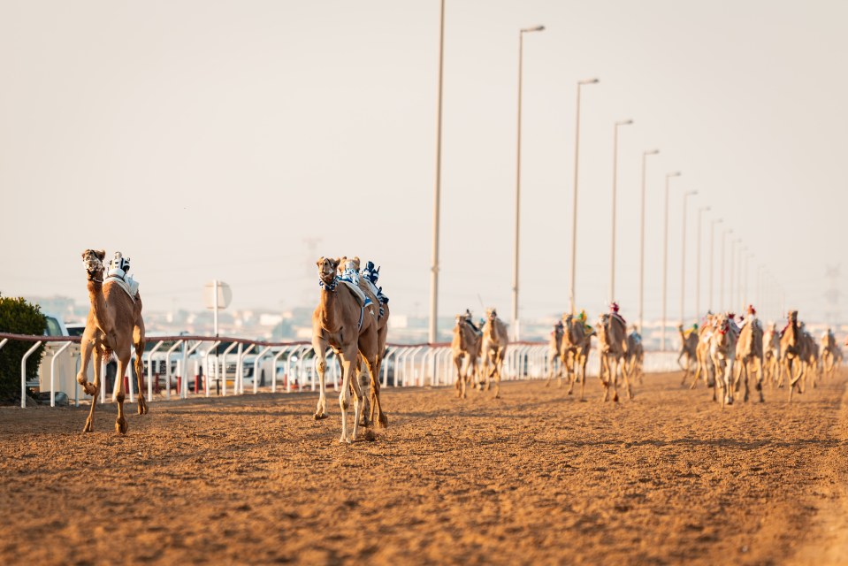 Camels racing on a dirt track with robotic jockeys, early morning desert landscape, and lamp posts lining the course.