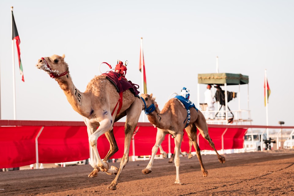 Two racing camels with robot jockeys run on a dirt track, flags and officials in background.