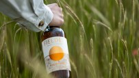 Hand holding Fielden Whisky of England Rye Whisky bottle amidst green rye field.