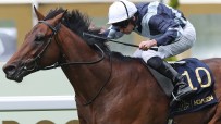 Bay racehorse with jockey in blue and white silks, number 10, galloping on a track during a horse race.