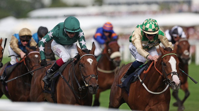 Jockeys on racehorses gallop neck and neck towards the finish line on a green turf track.